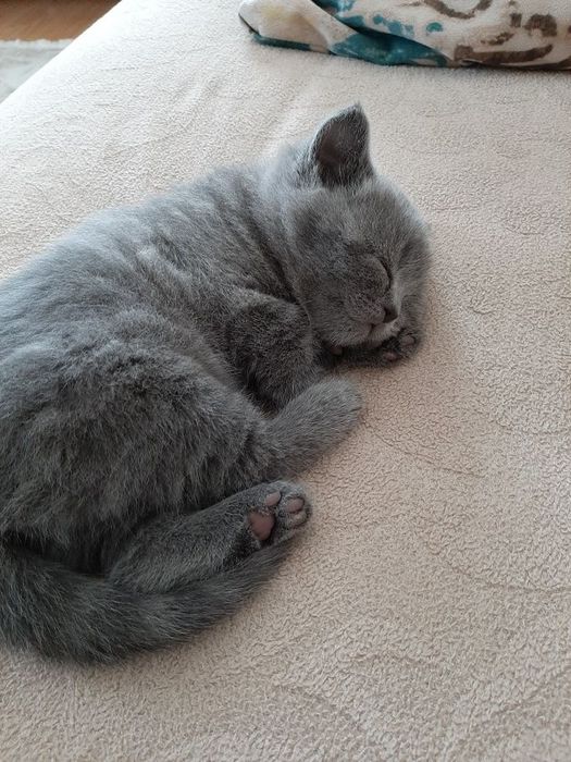 Продам британских котят