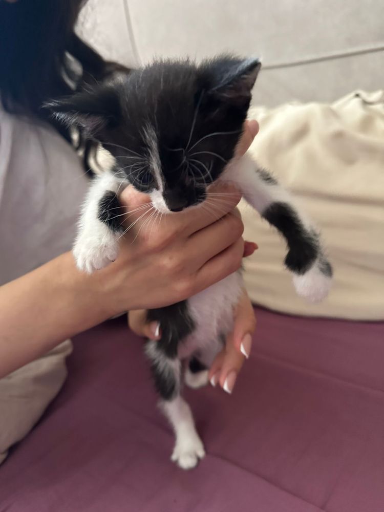 Котеночек, девочка