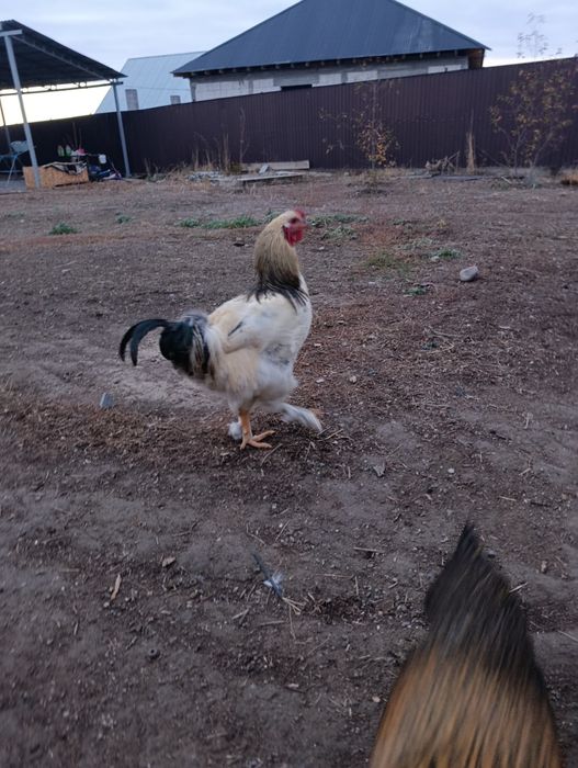 Красивый   петух