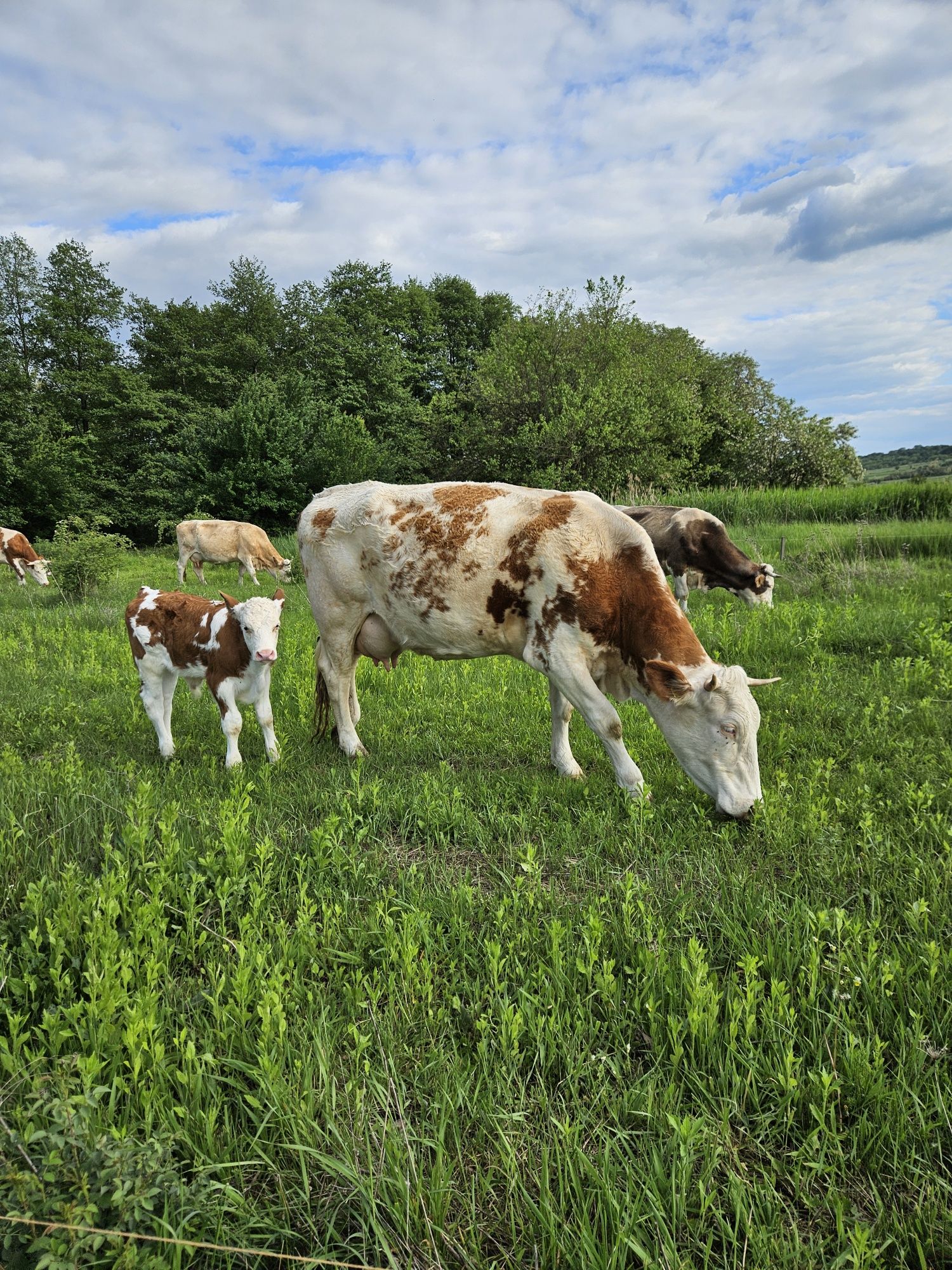 Vaca cu vitel cu certificat de baltata