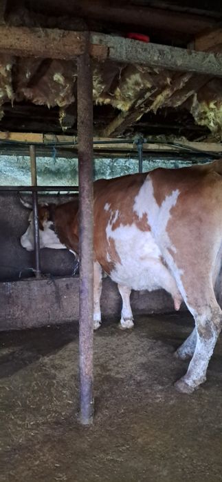 Vand vaca gestanta in 7 luni