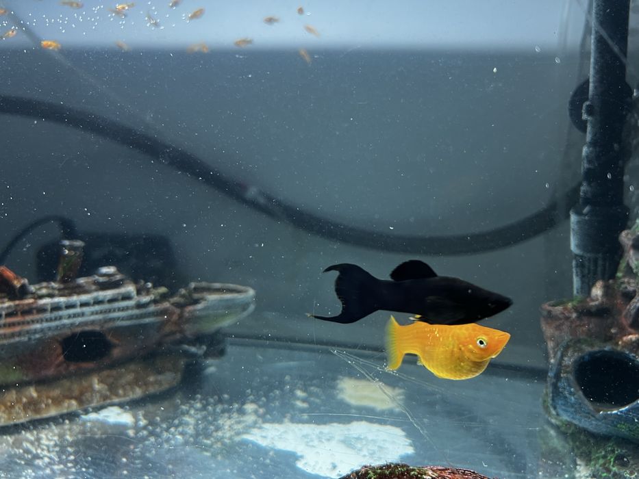 Acvariu,pesti,pompa exigen,pompa recirculare si filtare apa