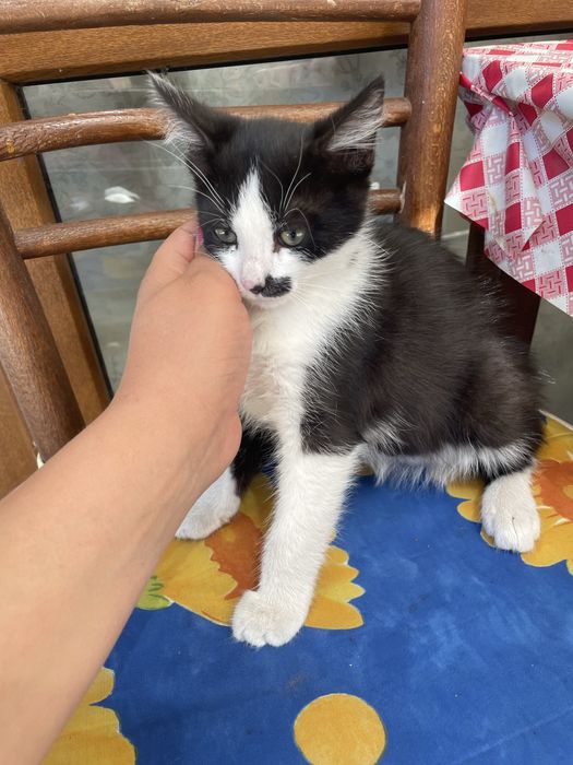 Мъжко коте на 2 месеца