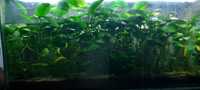 Аквариумное растения анубиас