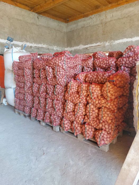 Cartofi alb ultra si rosu bellarosa