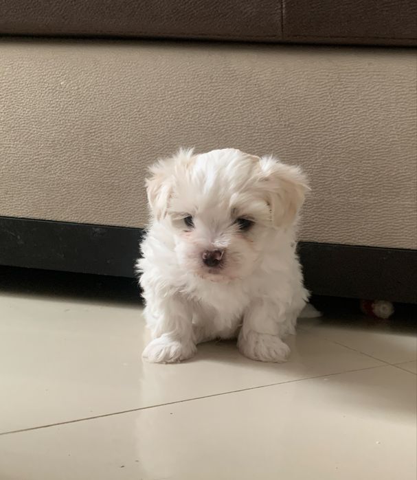 Bichon maltez Mini Toy
