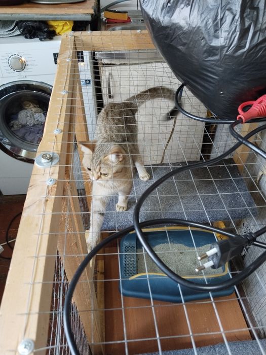 Продаётся британская шиншилла