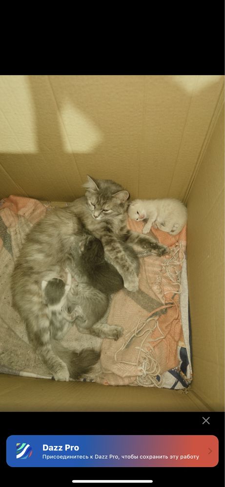 Кошка и её котята БЕСПЛАТНО