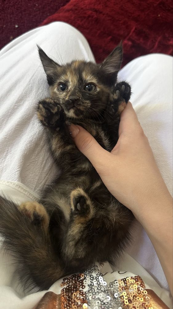 Котята,марғаулар