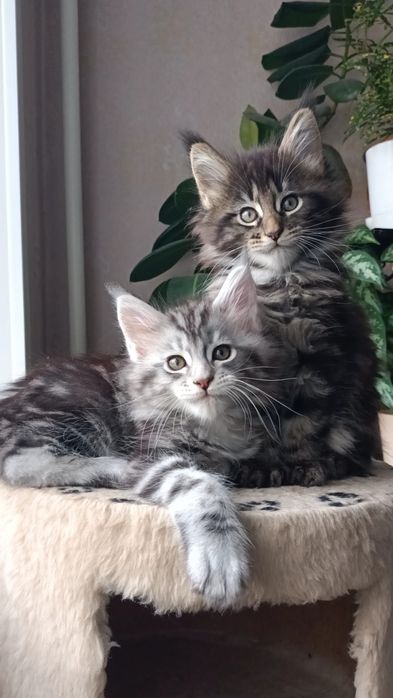 Мейн-куны мальчики классик и полидакт