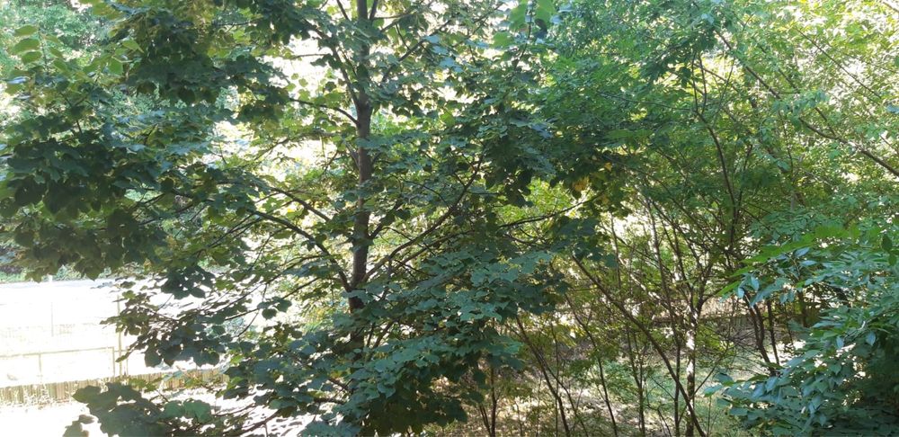 Proprietar Baneasa|Garsonieră spațioasă Liziera Pădurii | Parcare |