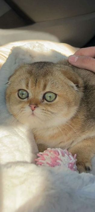 Scottish Fold Chincilla Golden