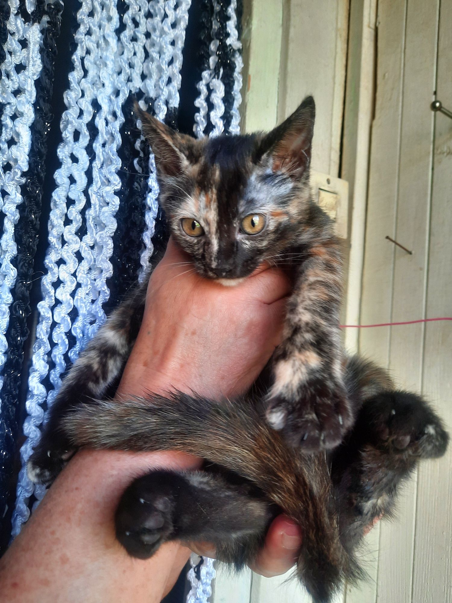 Котята в добрые ответственные руки