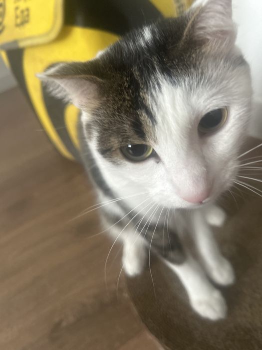 Отдам кота мальчик 2года