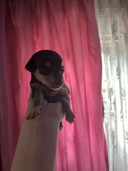 Отдам щенков той терьера помесь с йокширом