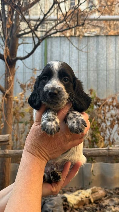 Щенки русского охотничьего спаниеля