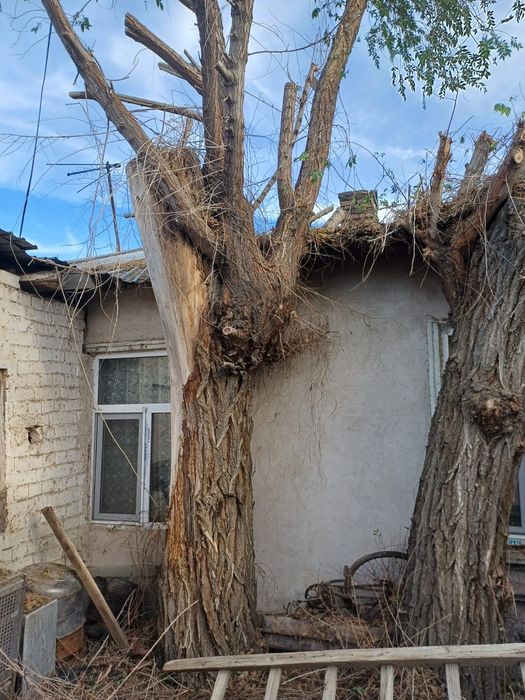 Тегын отын тал карагаш