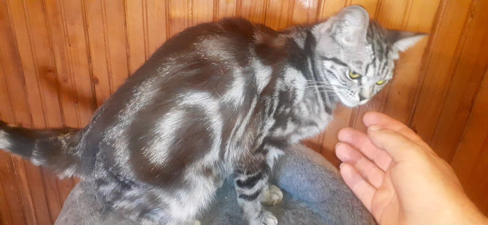 Femela british shorthair silver tabby 2 ani