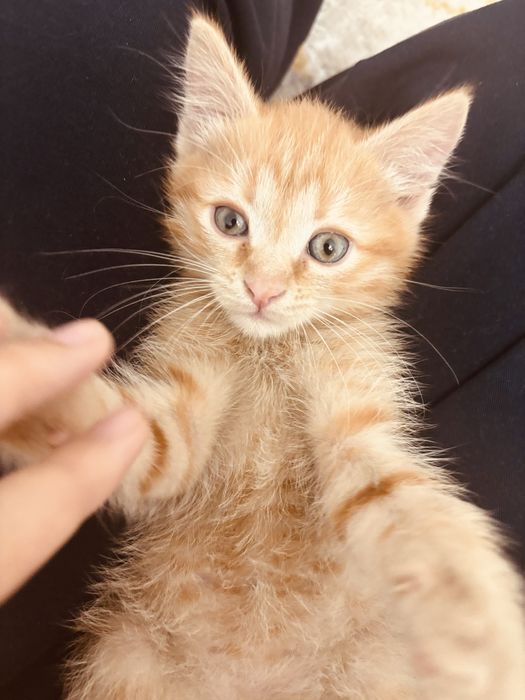 Котёнок мальчик 3 месяца СРОЧНО!