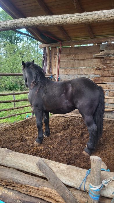 Vând mânz negru de 2 ani