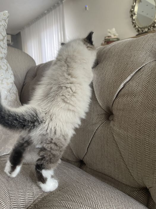 Pisica birmaneza 7 saptamani