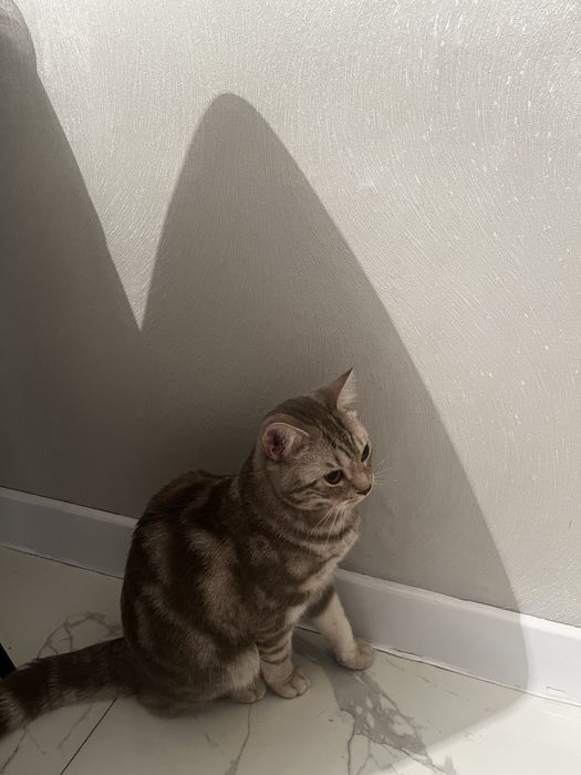 Отдам в хорошие руки