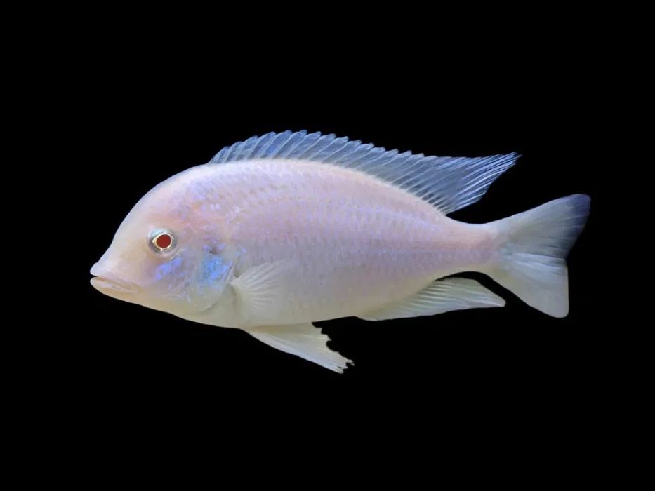 Цихлиды белый дельфин
