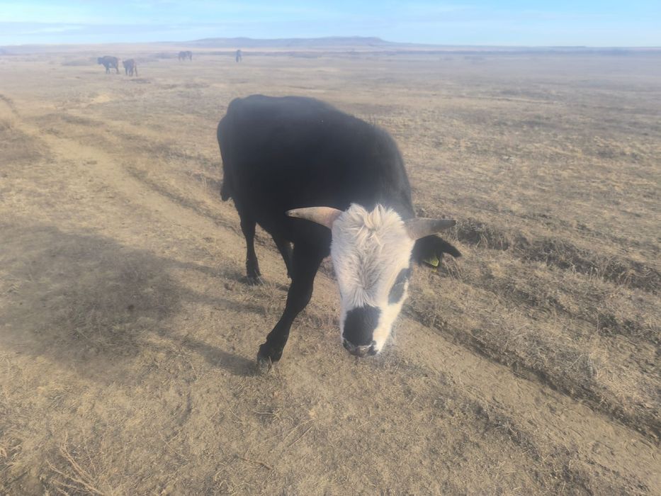 Хороший бык на мясо жирный