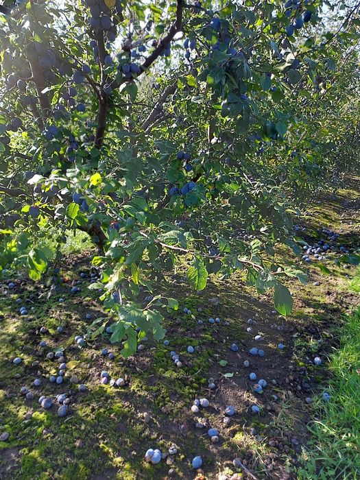Vând prune pentru țuică preț negociabil