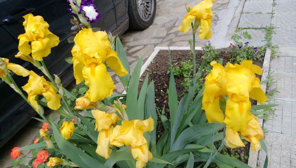 Продавам коренища на цветя Ирис – редки сортове
Цветове: бели, жълти,