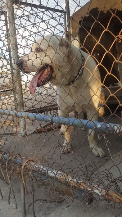 Продаю Алабай щенки