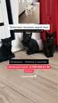 Котята чёрненькие !