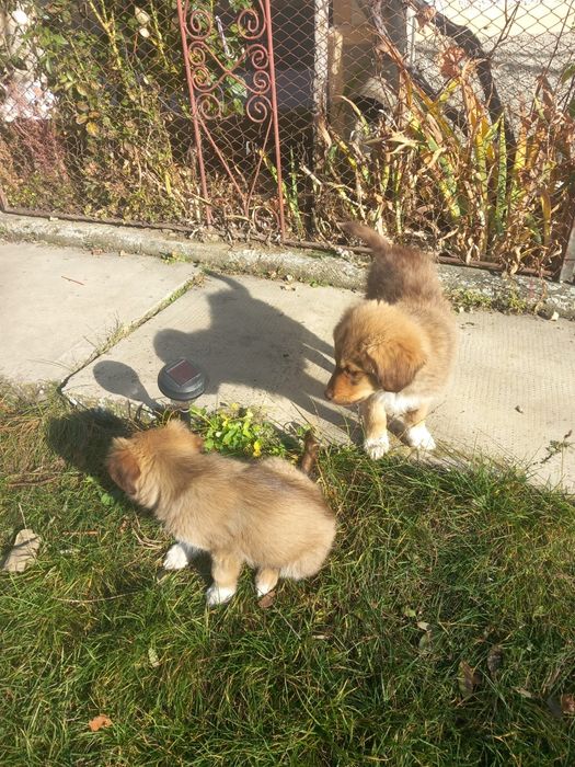 Donez cățeluși talie mică