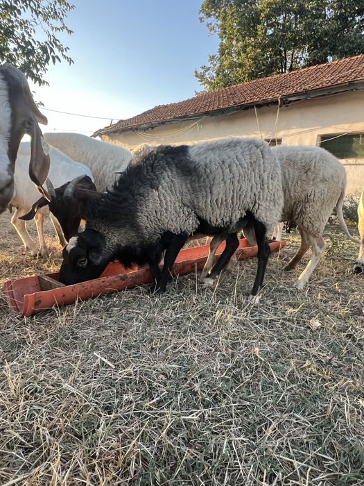 Oi rasa romanov pura