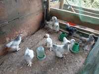 Продам цыплят чистых брам,два месяца,находятся в п.Карабулак,откормлен
