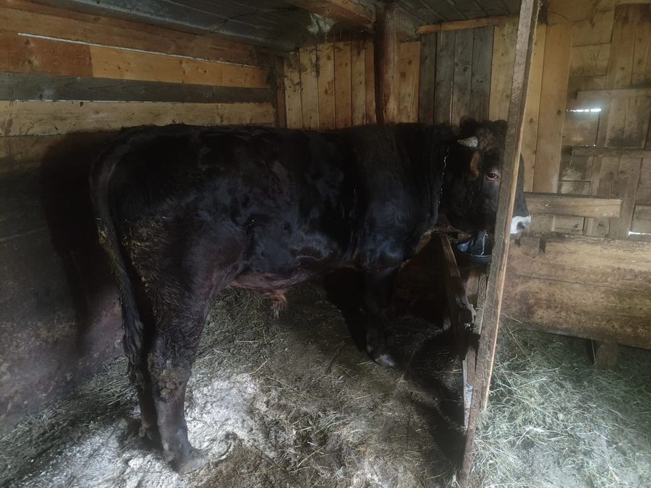 Taur de 1 an, bine întreținut și sănătos