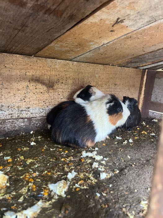 Porcușori de guineea