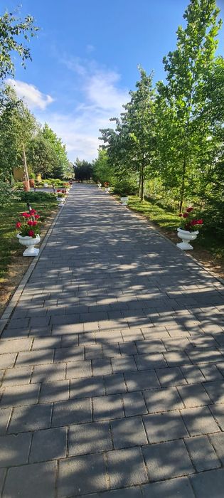 Super oferta ghivece ornamentale