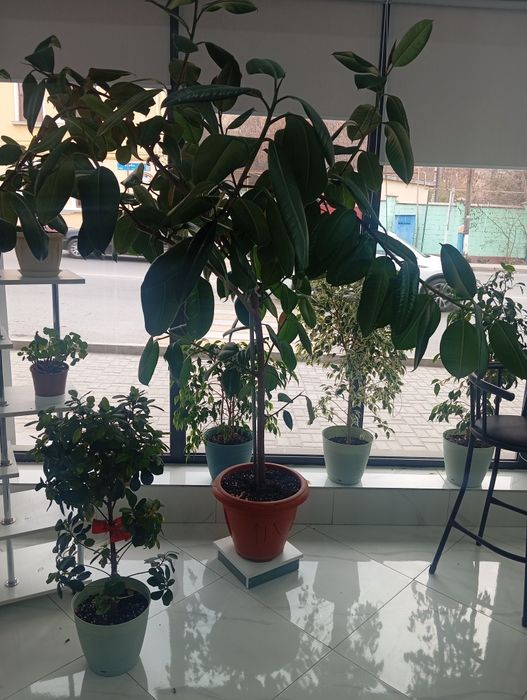 Цветок  фикус большой