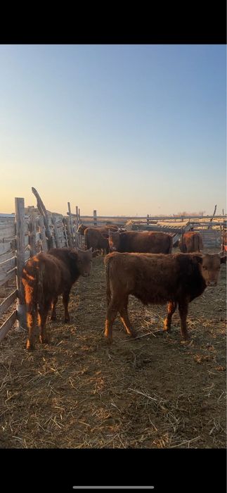 Калмак подсос 20 бас