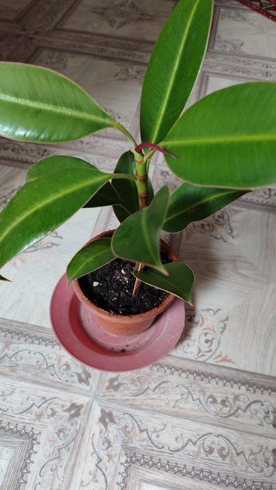 Фикус узколисный декоративное растение