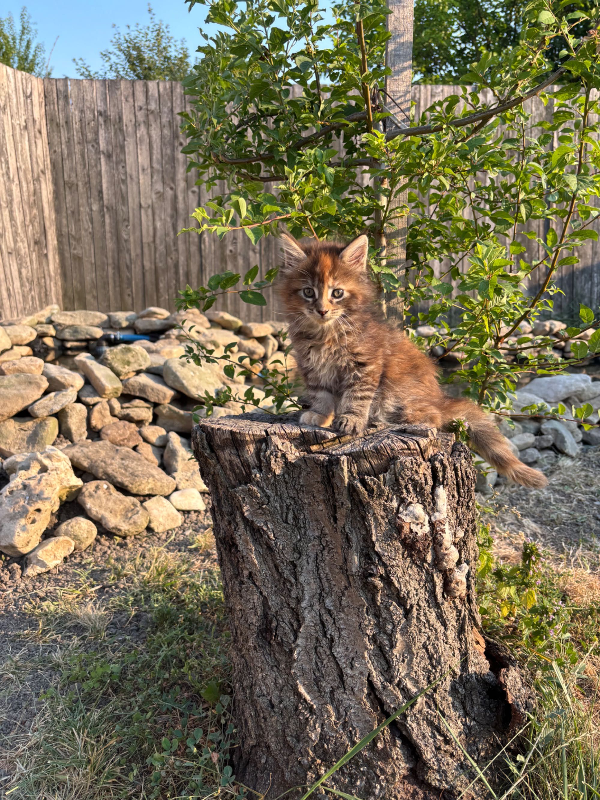 Котенца Мейн Куун