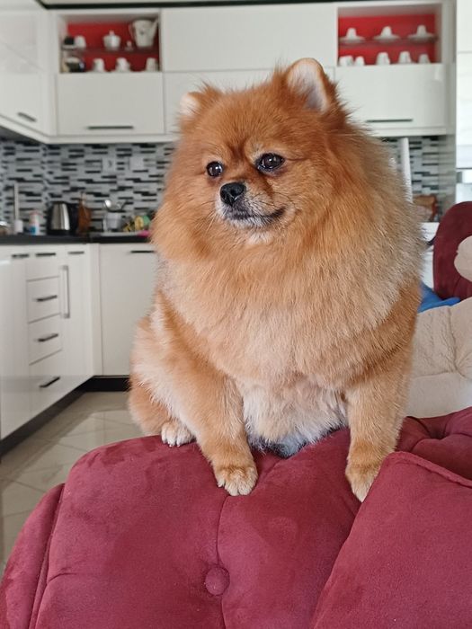 Померан мини шпиц