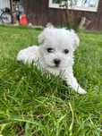 Pui Bichon Maltez mini