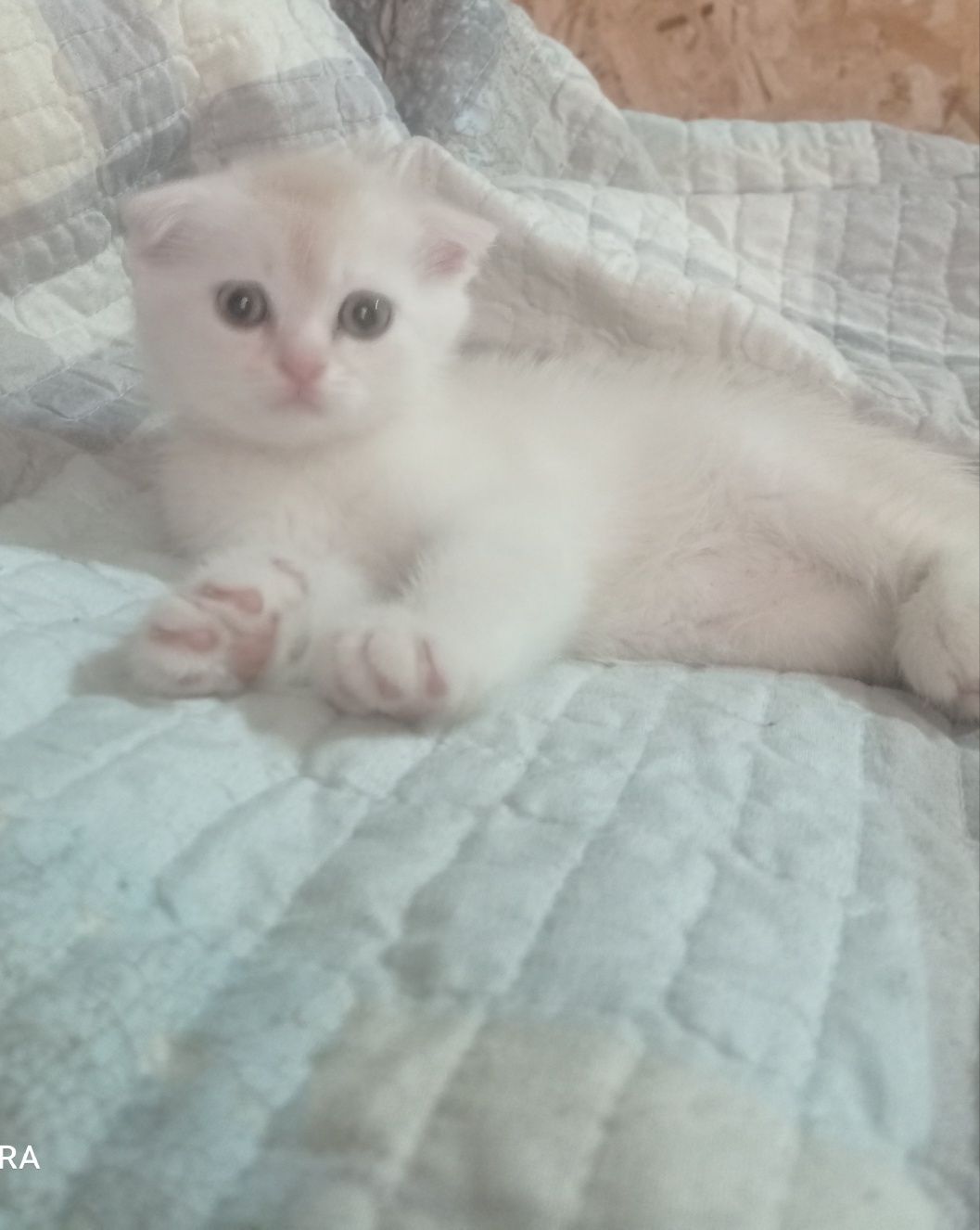Продам котенка шотландская вислоухая .