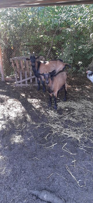 Capra si iezi puri