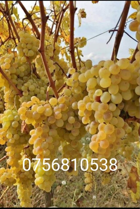 Struguri de vin pe placul dumneavoastră și preferențiale plăcute