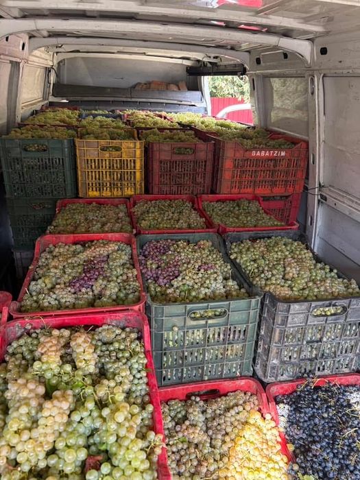 Struguri pentru vin
