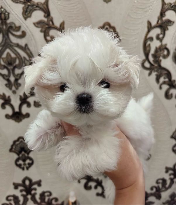 Bichon maltez 1200 lei