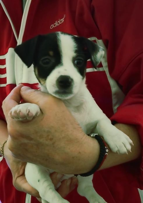 Мини пинчер женски